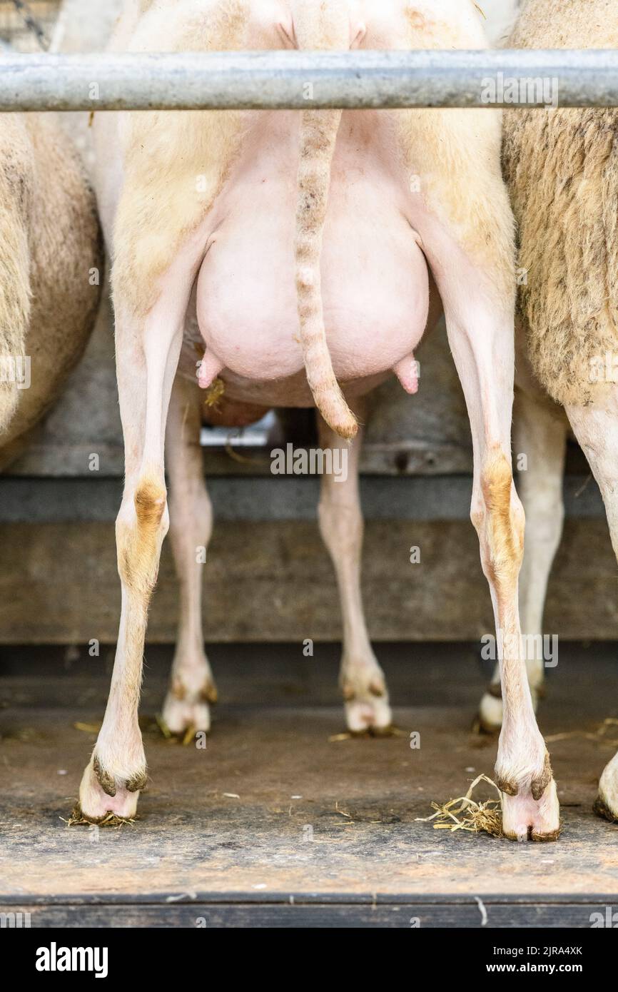 sheep udders Stock Photo