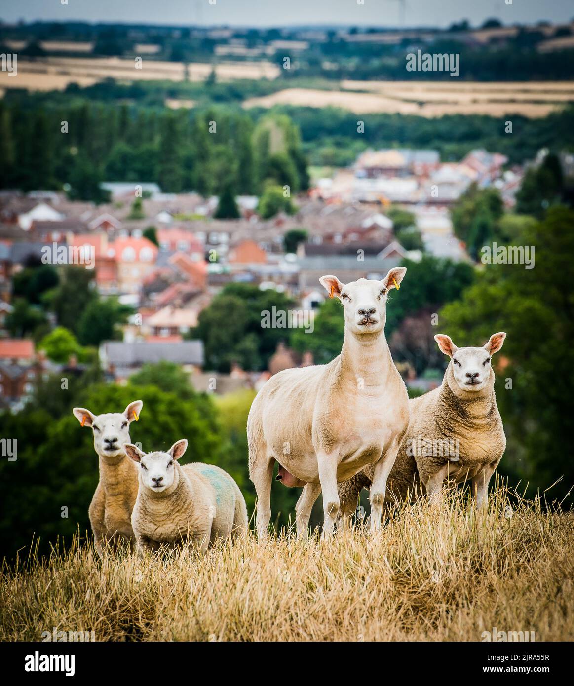 A Texel ewes with Blue Texel sire lambs, Nottinghamshire, UK Stock Photo