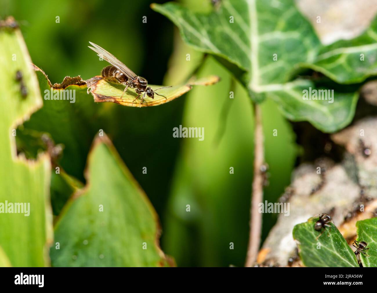 A flying ant in a garden, Chipping, Preston, Lancashire, UK Stock Photo