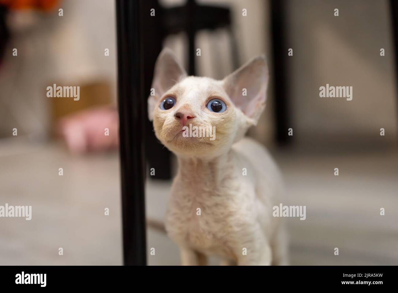 Devon Rex kitten raised his head and looks with compassionate eyes Stock Photo