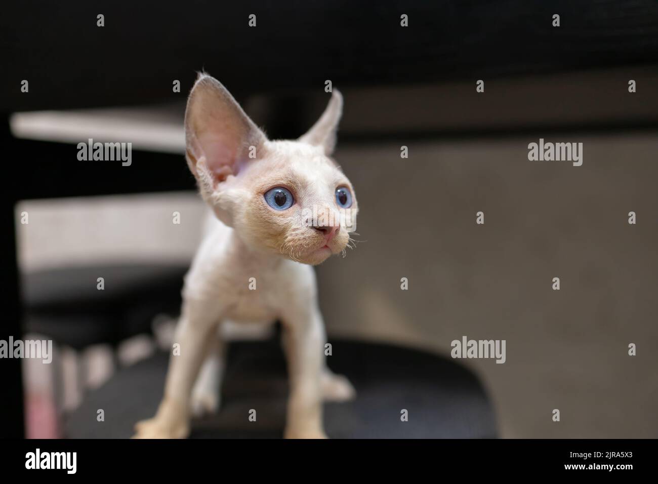 white Devon Rex kitten A looks to the side and pricked up Stock Photo