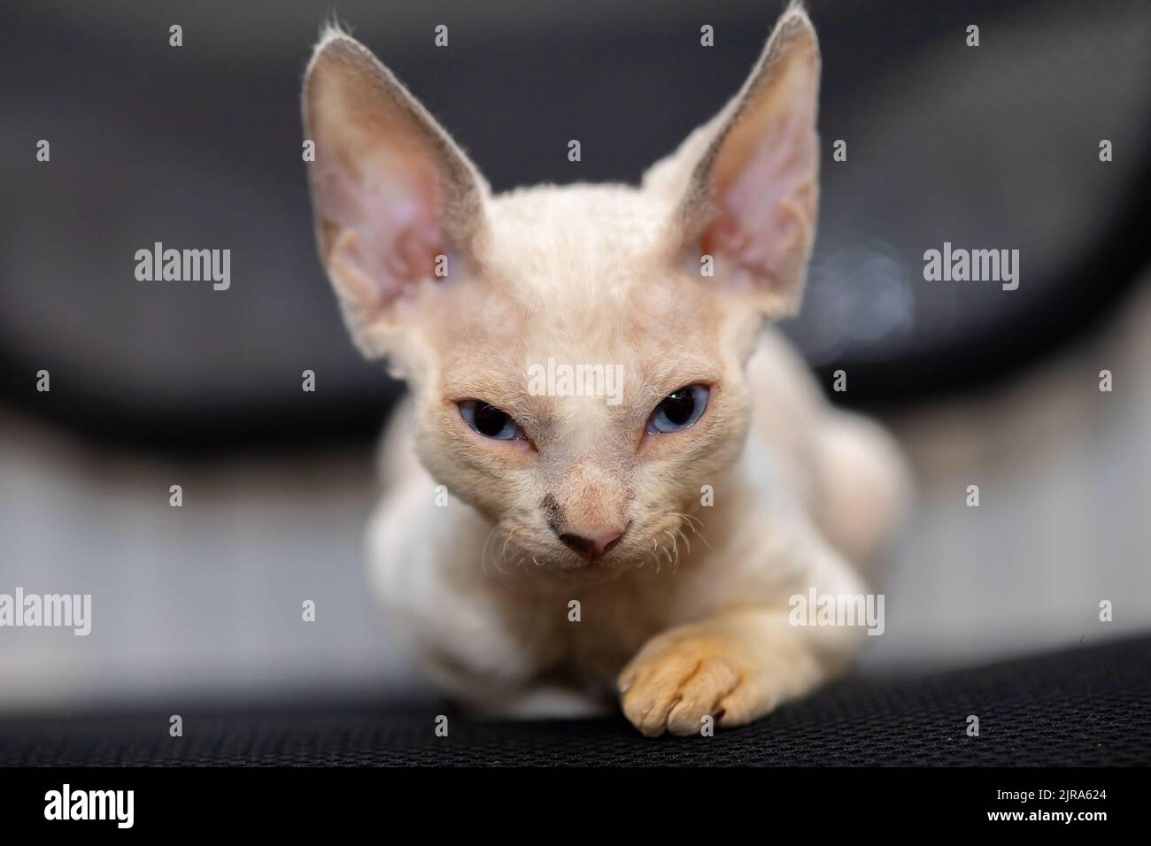 white Devon Rex kitten falls asleep sitting on a chair Stock Photo