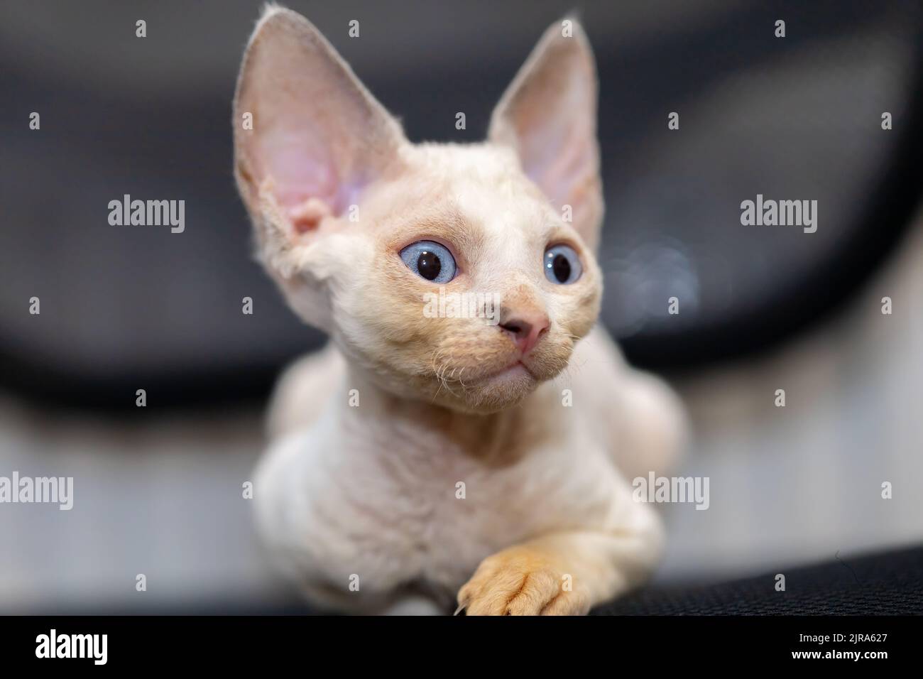 little cute devon rex kitten looking to the side Stock Photo