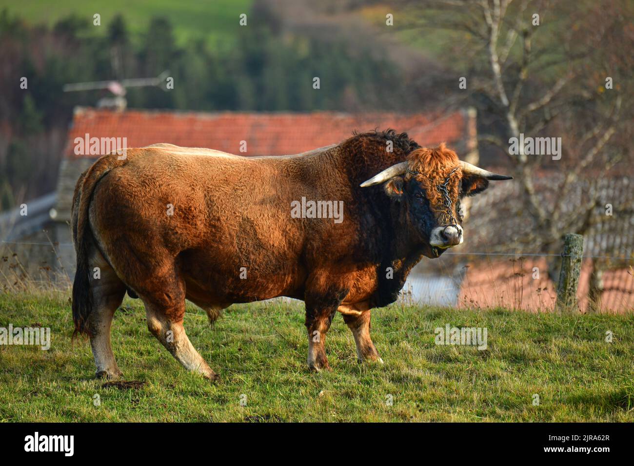 Chanaleilles (south of France): Aubrac bull with a ring in a field. Profile Stock Photo