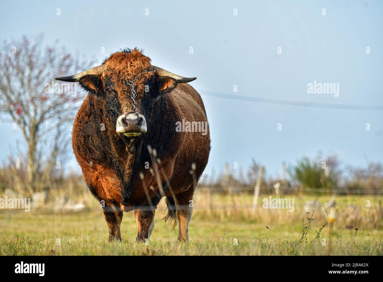 Chanaleilles (south of France): Aubrac bull with a ring in a field. Portrait Stock Photo