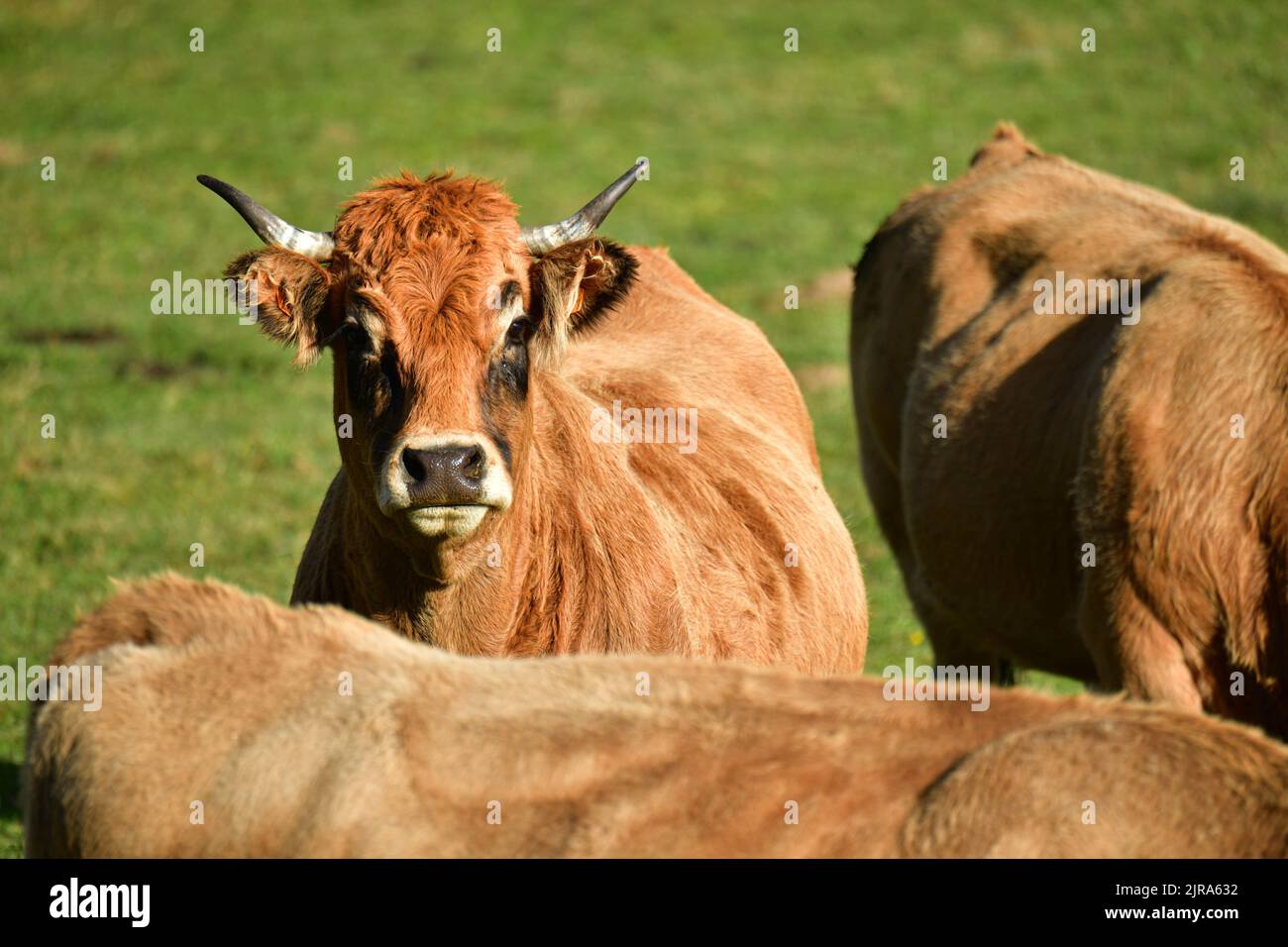 Haute-Loire department (south-central France): Aubrac cows, cattle. Front view of a cow among others Stock Photo