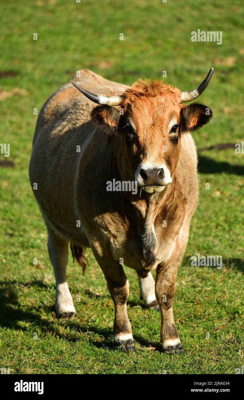 Haute-Loire department (south-central France): Aubrac cow Stock Photo
