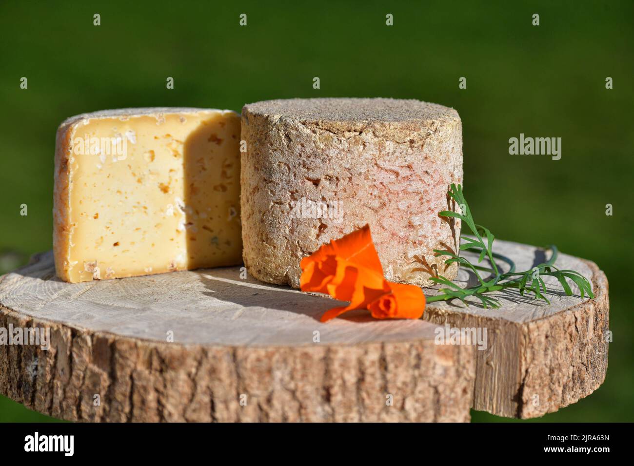 Chanaleilles (south of France): “fromage aux artisous”, Artison cheese, French soft cheese. The action of the living mites (Acarus siro) on the surfac Stock Photo