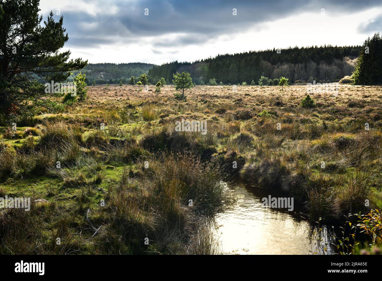 Chanaleilles (south of France): landscape of the mountainous region of Margeride wellknown for its dwarf birches (Betula nana) growing up to 1–1.2 met Stock Photo