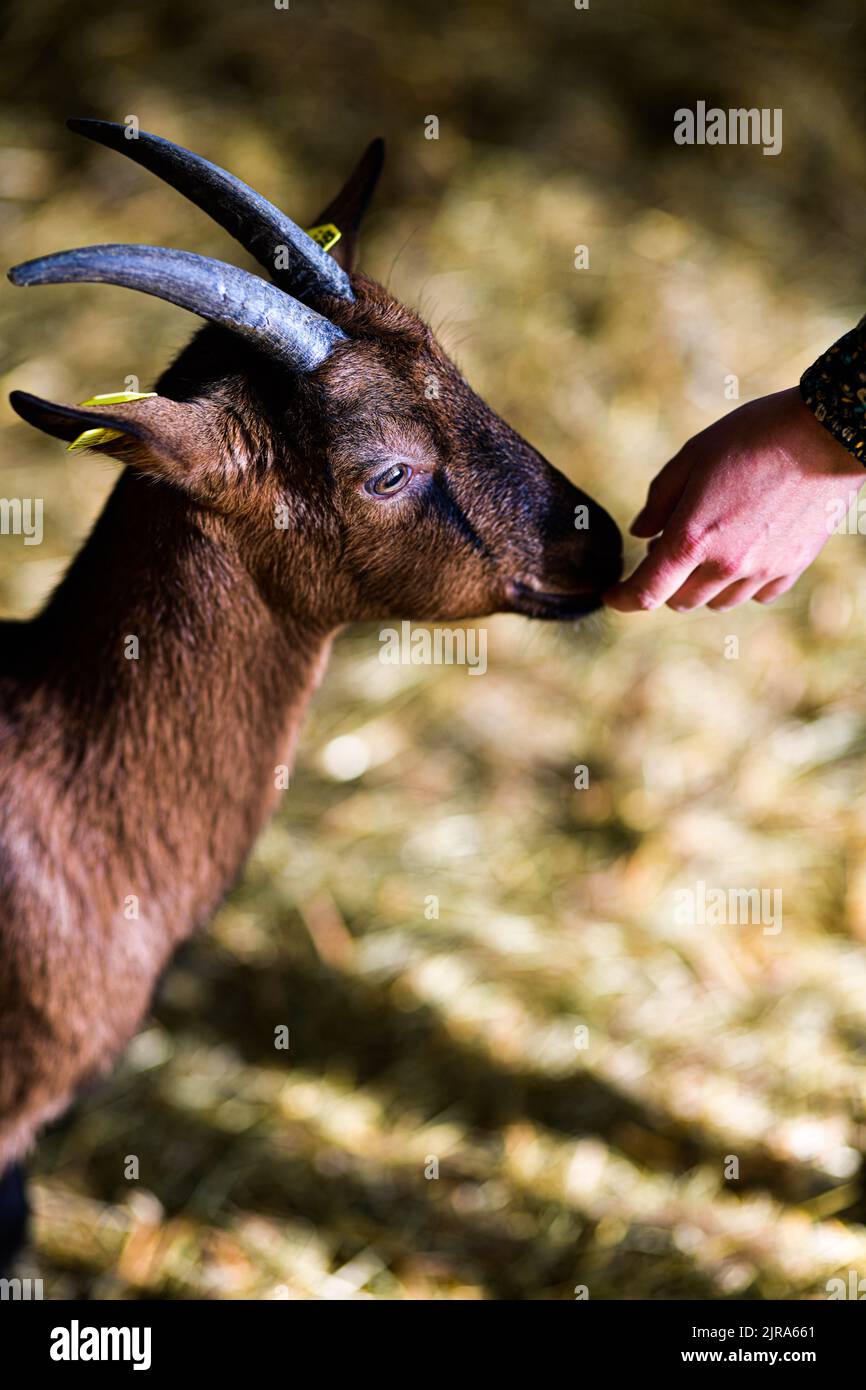 Chanaleilles (south of France): goat farming for milk and cheese production. Hand of a child giving food to the brown animal. Profile portrait with ho Stock Photo