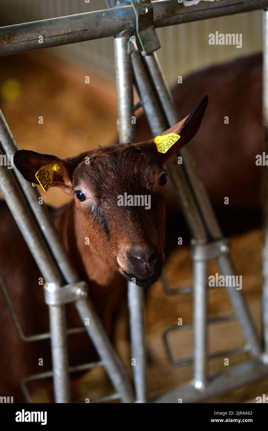 Chanaleilles (south of France): goat farming for milk and cheese production. Young brown animal without horn with yellow plastic ear tag, and the head Stock Photo