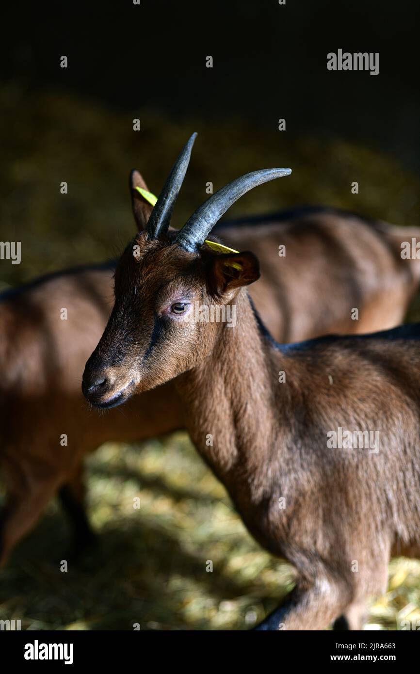 Chanaleilles (south of France): goat farming for milk and cheese production. Brown goat with yellow plastic ear tag. Profile portrait with horns Stock Photo