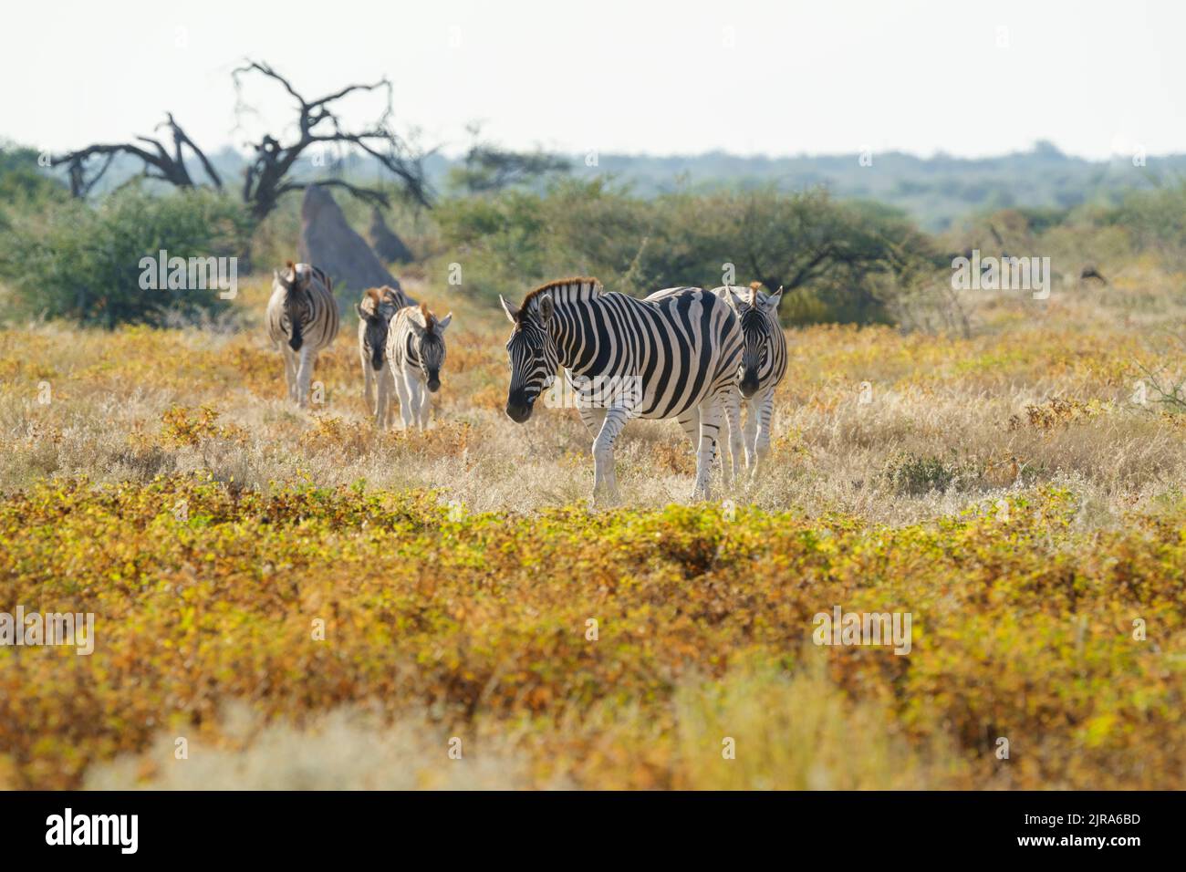 Zebra herd, Burchells Zebras (Equus burchellii) crossing yellow flower field. Etosha National Park, Namibia, Africa Stock Photo