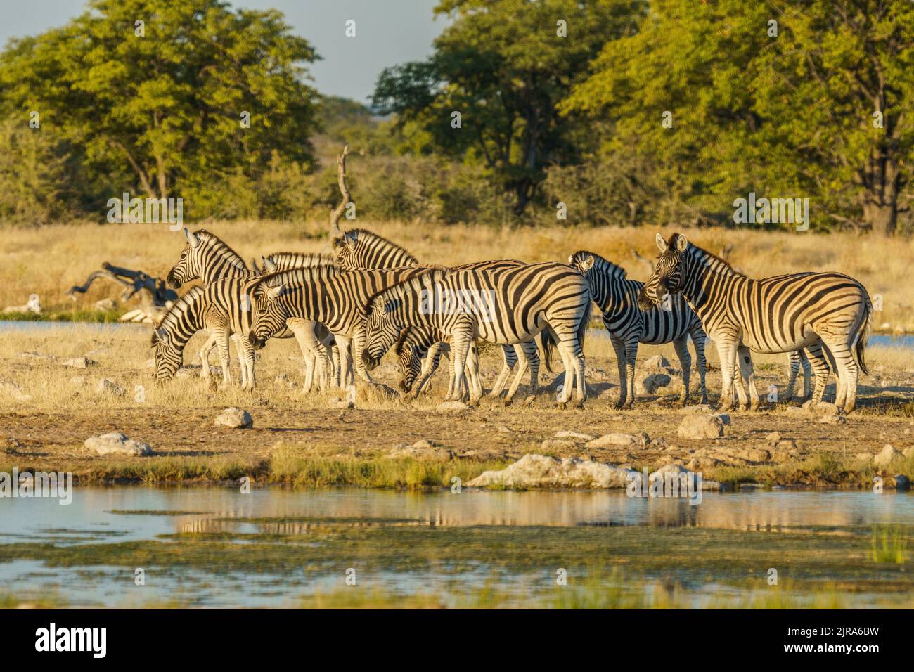 Zebra herd, Burchells Zebras (Equus burchellii) observing and feeding the same time at a waterhole. Etosha National Park, Namibia, Africa Stock Photo