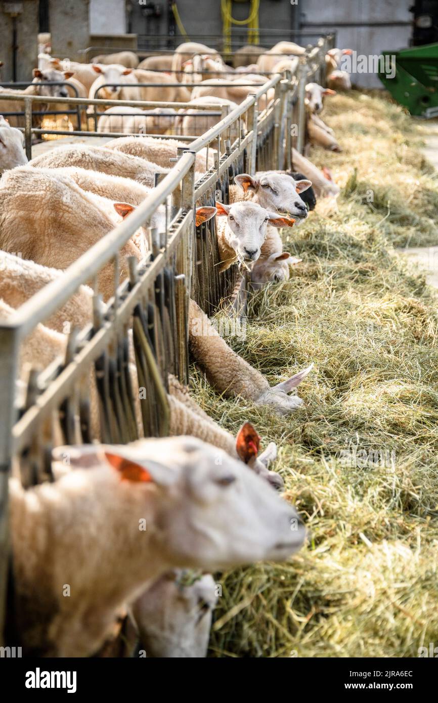 sheep in a barn Stock Photo