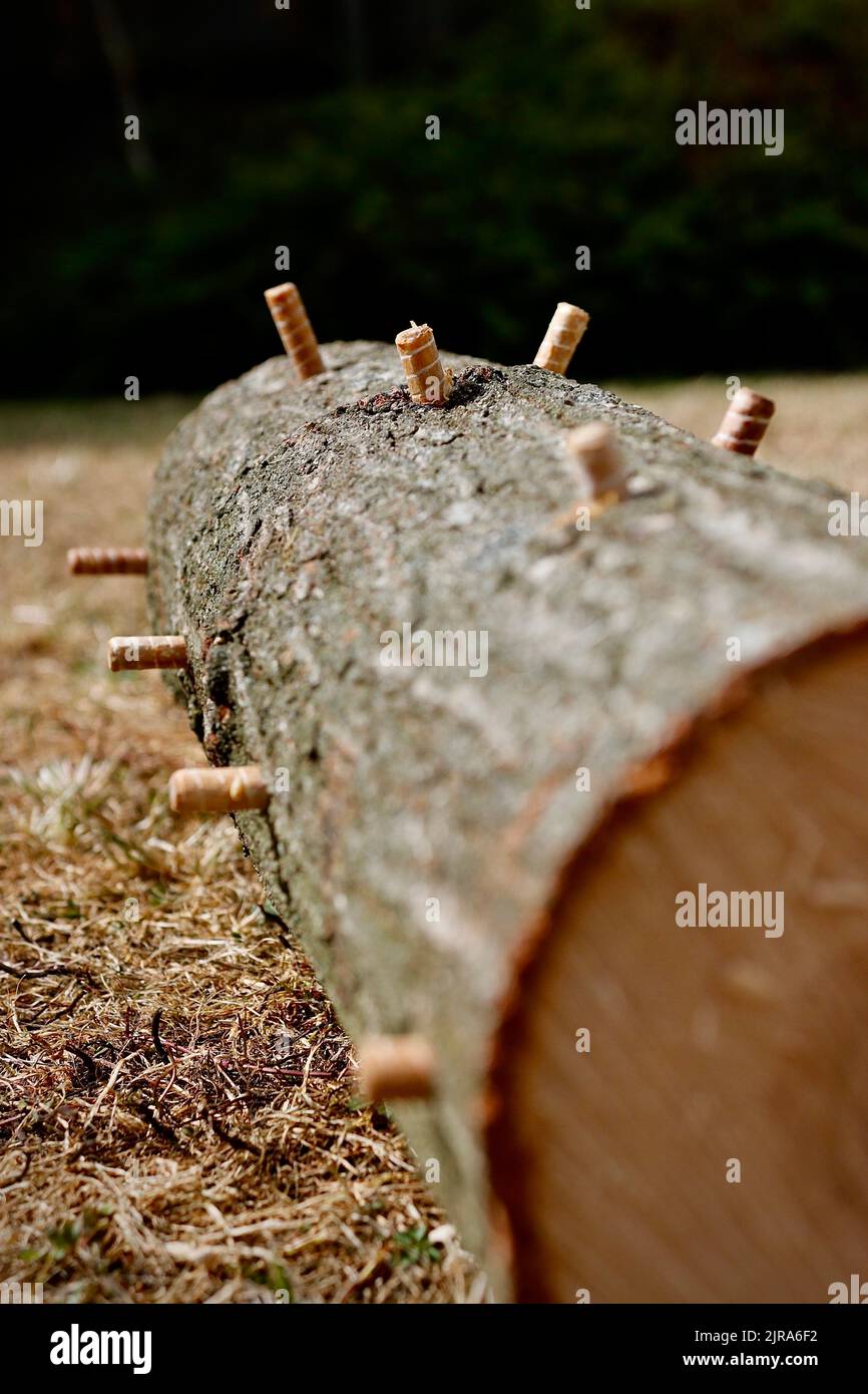 Fresh cut oak log in the process of being inoculated by dowels immersed
