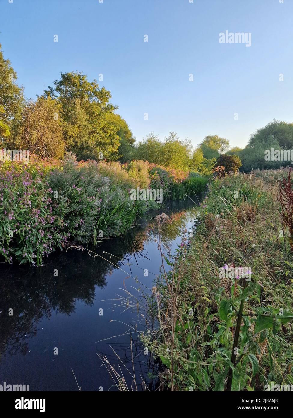 A vertical shot of a river in a forest Stock Photo - Alamy