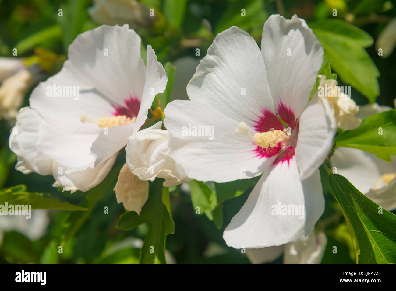 White Hibiscus flowers Stock Photo Alamy