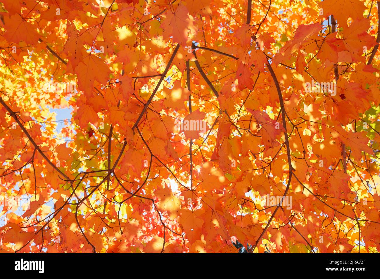 Orange maple tree in full sun hi-res stock photography and images - Alamy