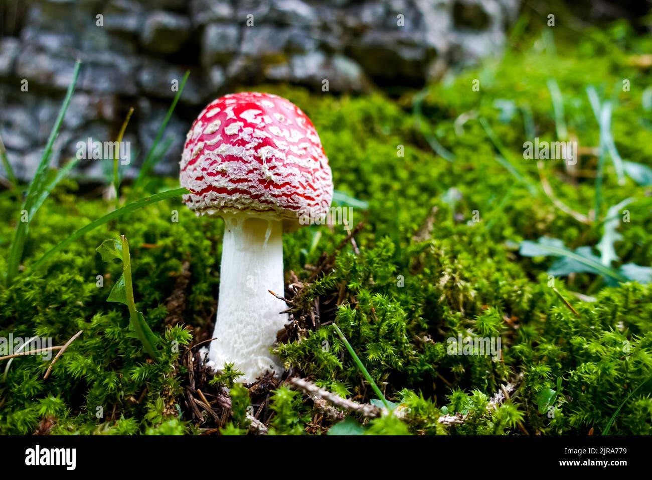 Red and white toxic, poisonous and dangerous amanita muscaria fly agaric mushroom on the ground of a green autumn forest amidst moss in a green forest Stock Photo