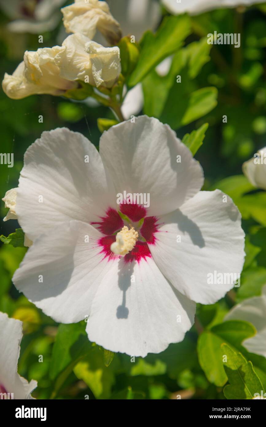 White Hibiscus flower. Stock Photo