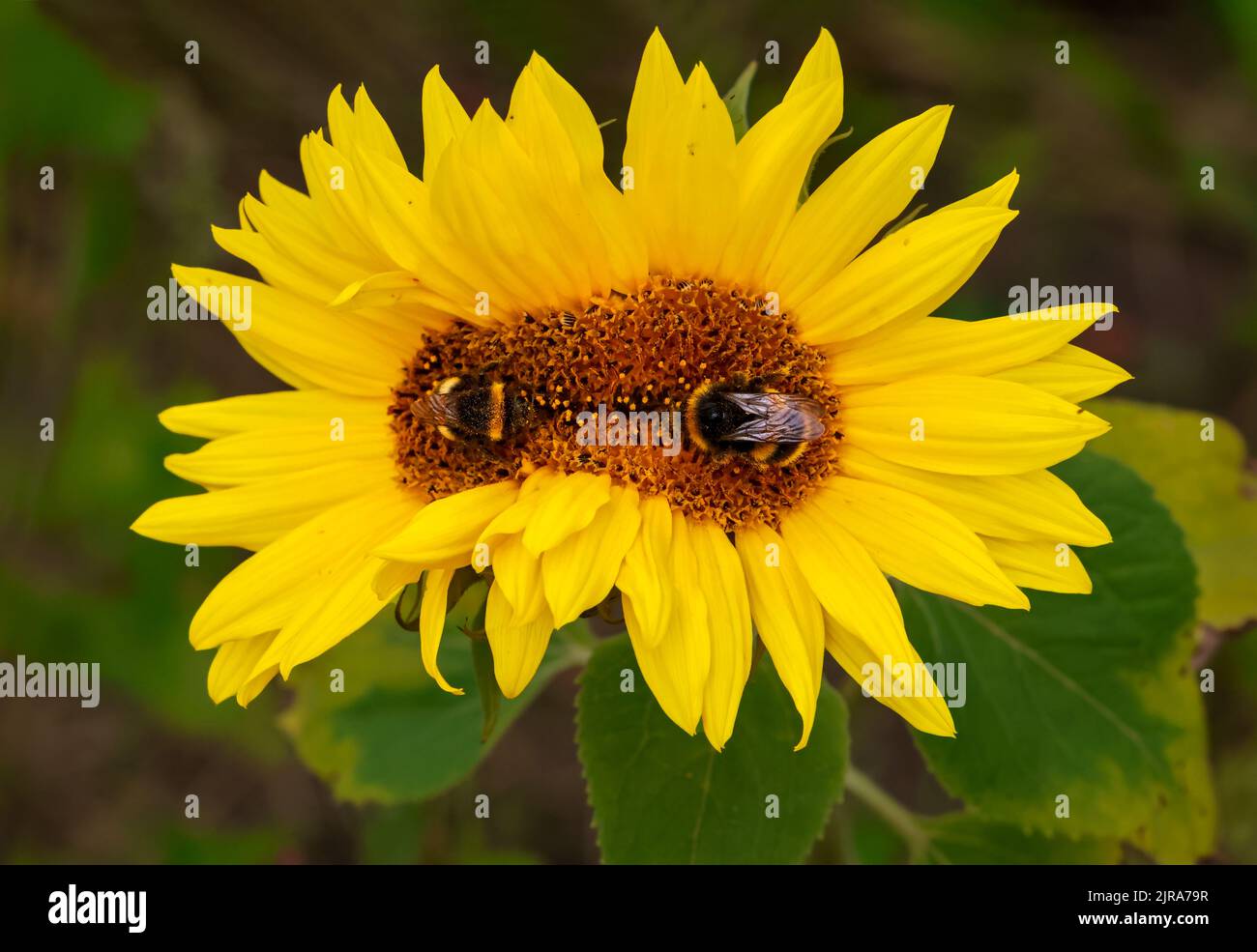 Conjoined sunflower or twin sunflowers "Helianthus annuus" with two