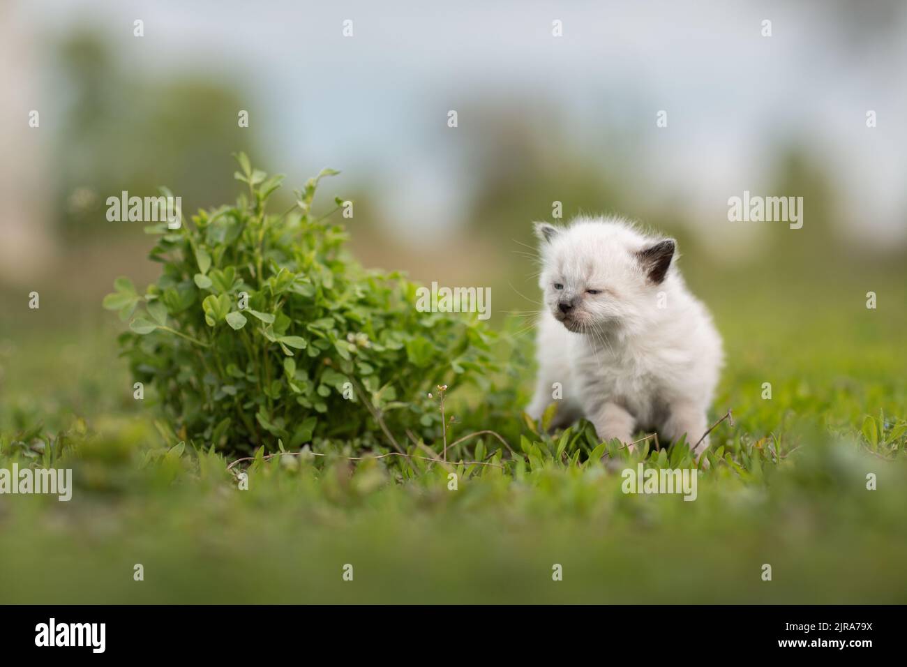 Cute little siamese kitten walking on the grass Stock Photo - Alamy