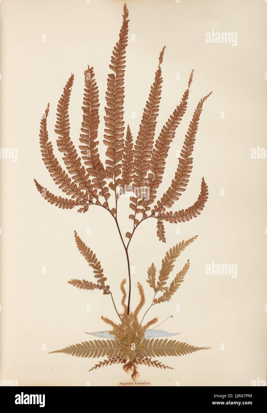Pressed and mounted fern specimen: Adiantum hispidulum, circa 1875, Auckland, by Thomas Cranwell. Stock Photo