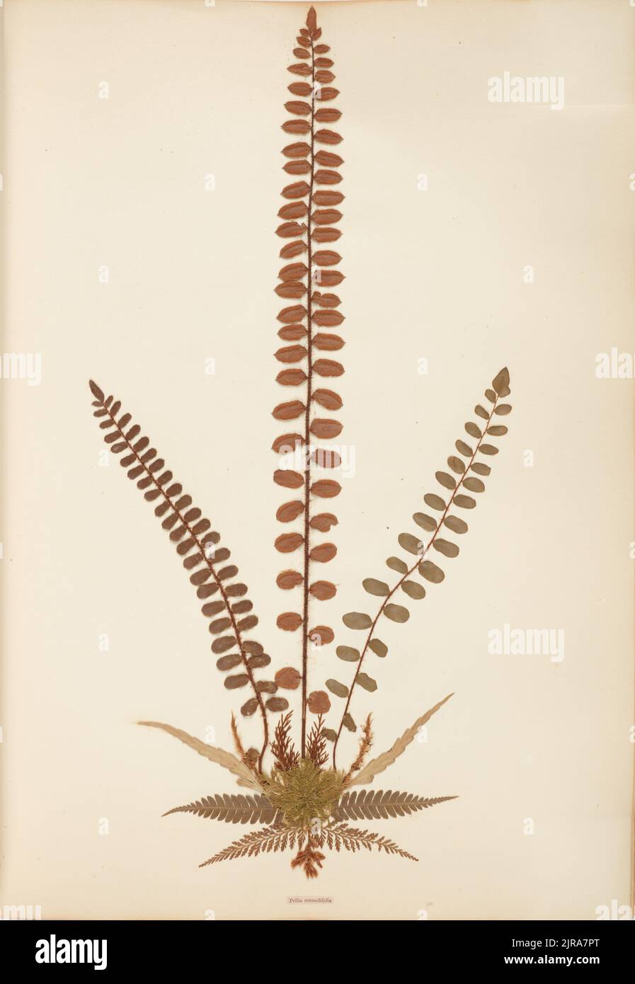 Pressed and mounted fern specimen: Pellaea rotundifolia, circa 1875, Auckland, by Thomas Cranwell. Stock Photo