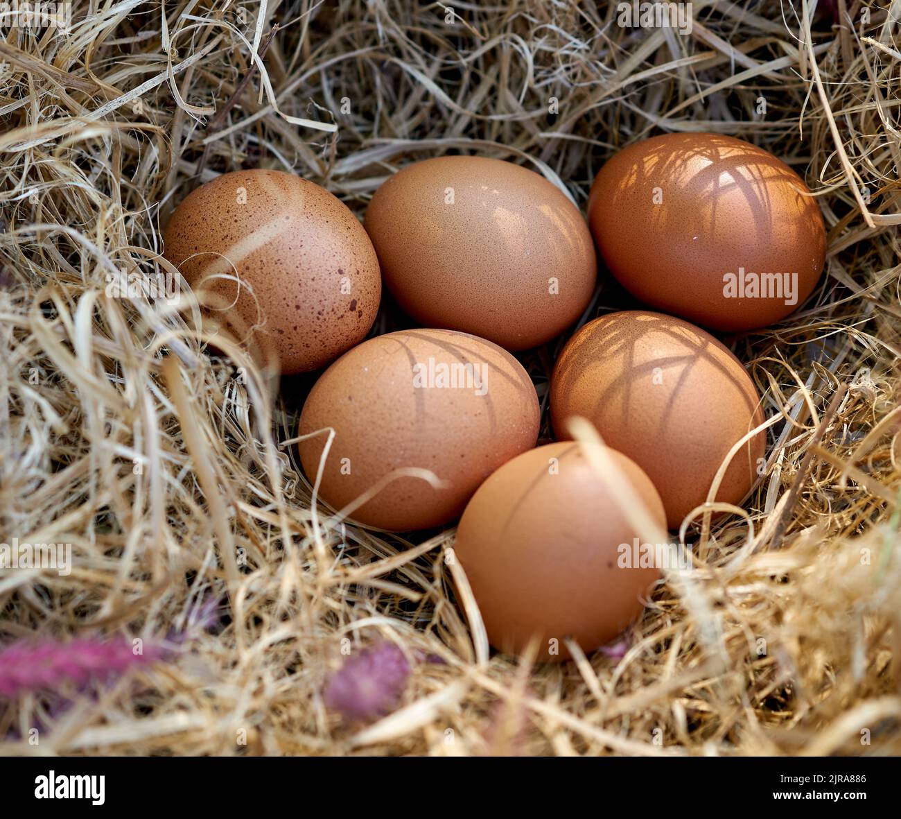 Fresh free range eggs in a hens nest. Stock Photo