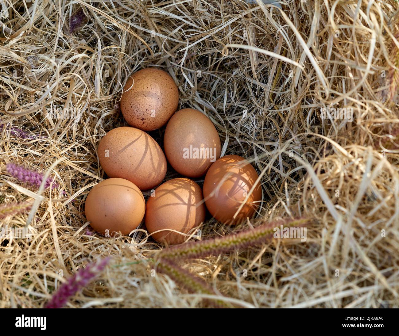 Fresh free range eggs in a hens nest Stock Photo Alamy
