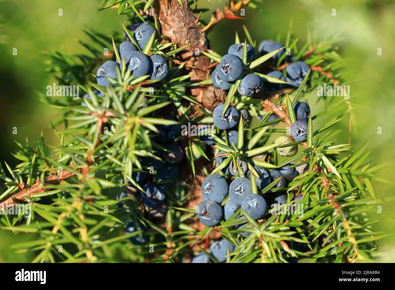 Juniper berries on tree, fresh aromatic fruit, the main ingredient of gin drink Stock Photo