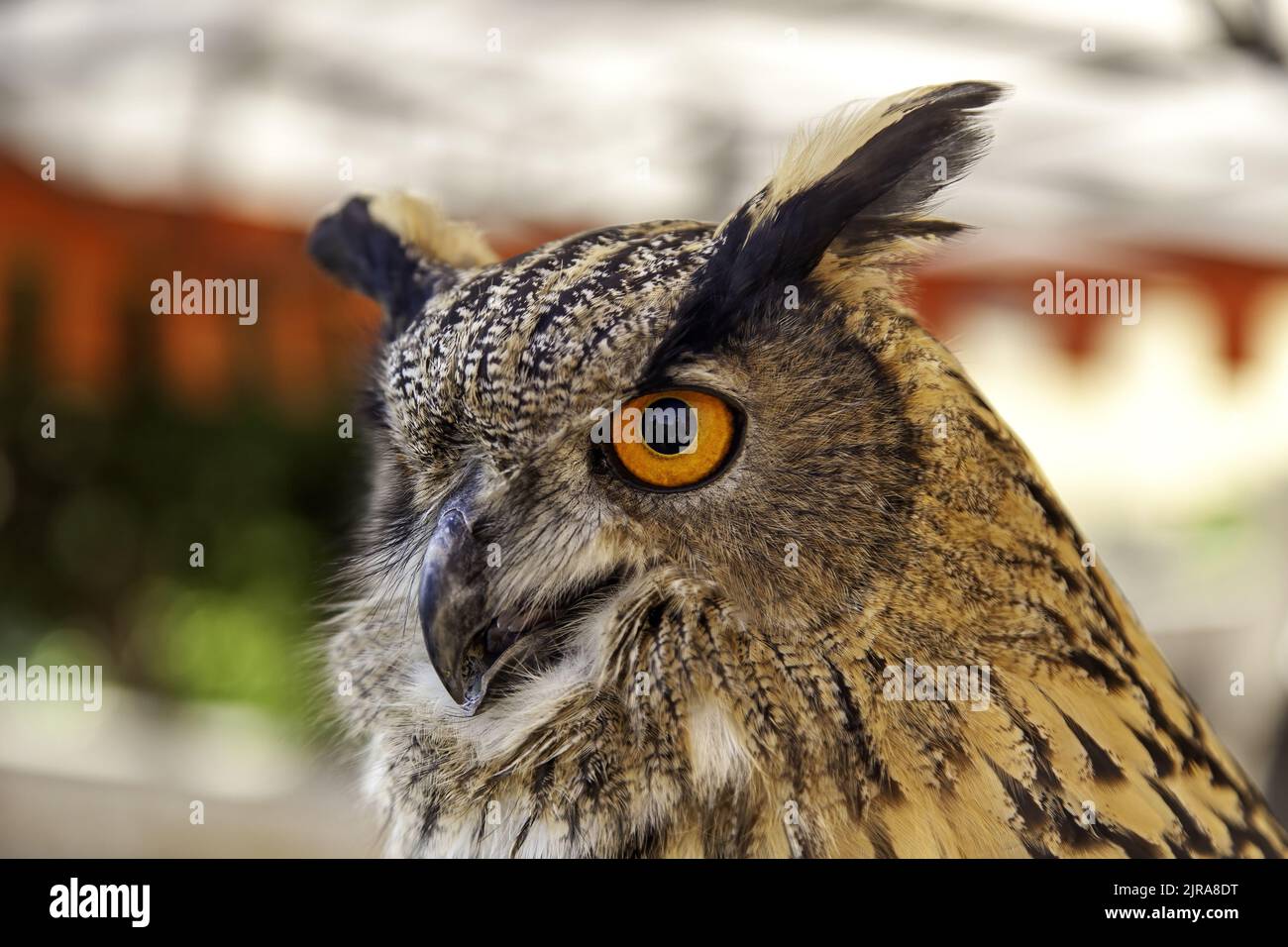 Detail of large wild bird, carnivorous bird Stock Photo