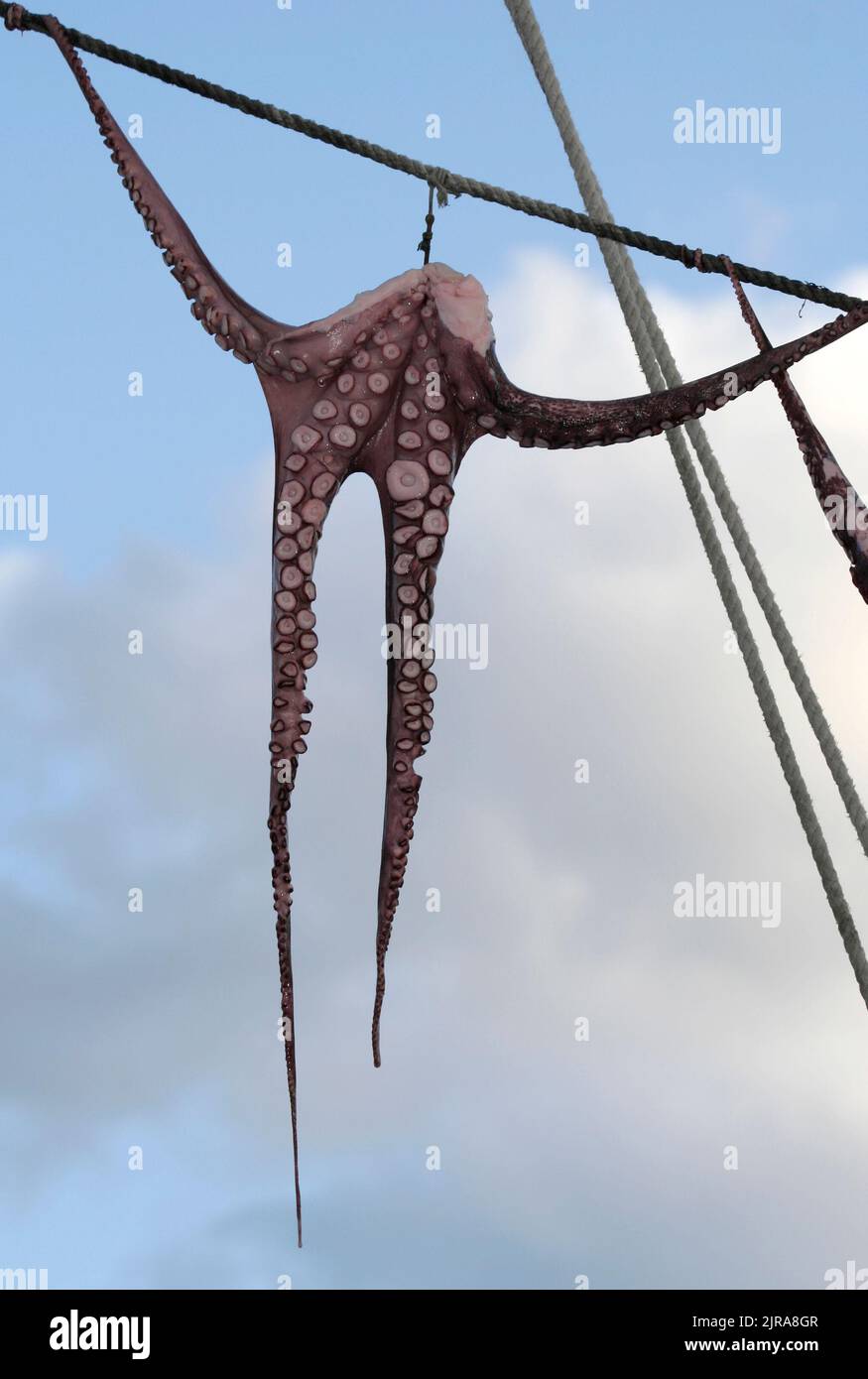 Octopus drying on rope in front of Sea Food Restaurant in Mykonos ...