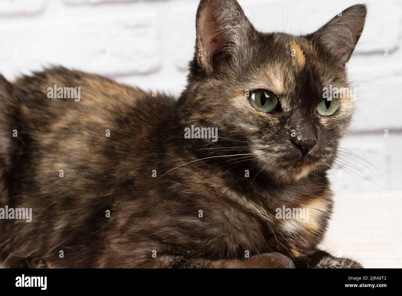 portrait of cute domestic tortoiseshell cat with yellow eyes looking away on white background. Stock Photo