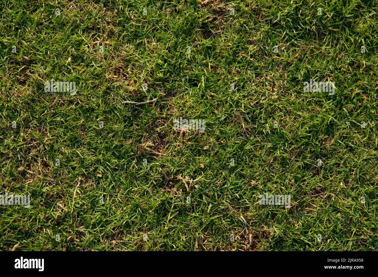 Green imitation grass material is for carpet, flooring, wall and sports