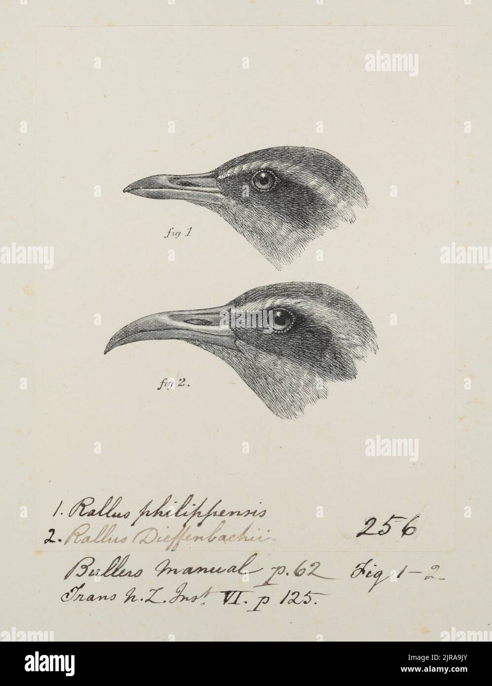 Gallirallus philippensis (Banded rail). Gallirallus dieffenbachii (Dieffenbach's rail). Previously titled Rallus philippensis ( Buff-banded rail) / Rallus Dieffenbachii ( Chatham Islands Rail), 1865 -1882, by John Buchanan. Stock Photo