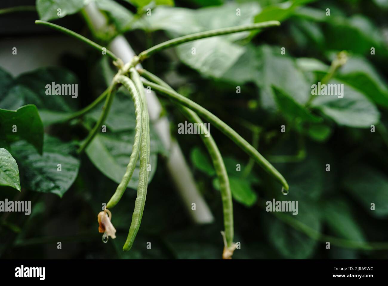Soya beans growing in garden hi-res stock photography and images - Alamy