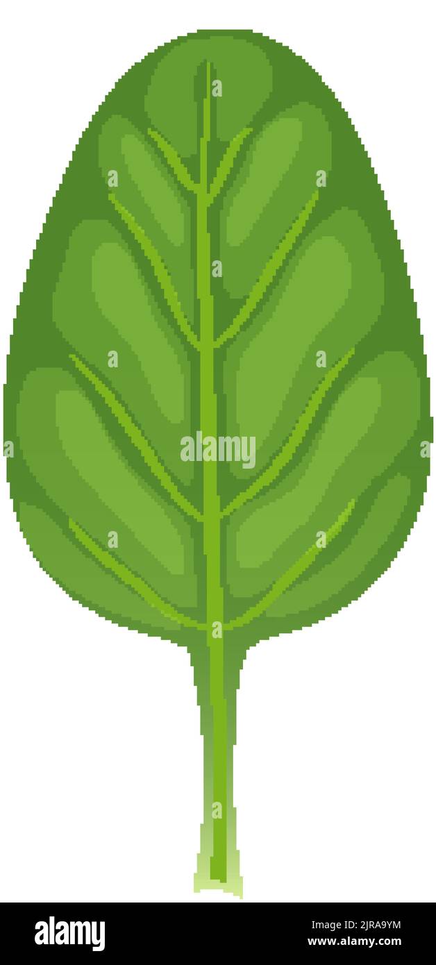 spinach leaf green cartoon vector illustration Stock Vector Image & Art ...