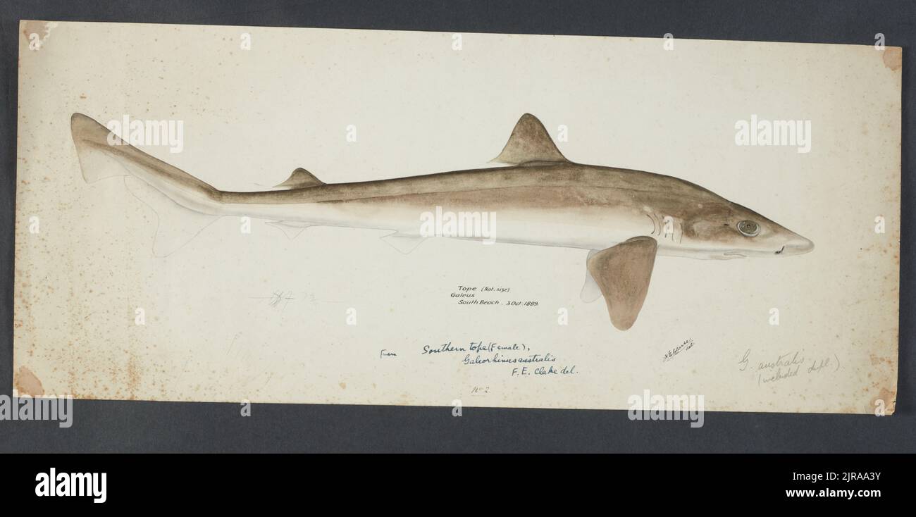 Galeorhinus galeus (NZ) : Requiem shark, 1889, by Frank Edward Clarke. Stock Photo