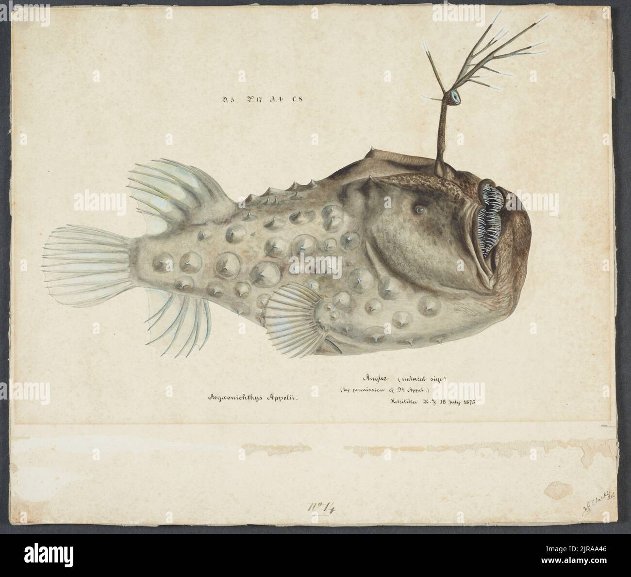 Himantolophus appelii (NZ) - lateral view : Prickly anglerfish, 1875 ...