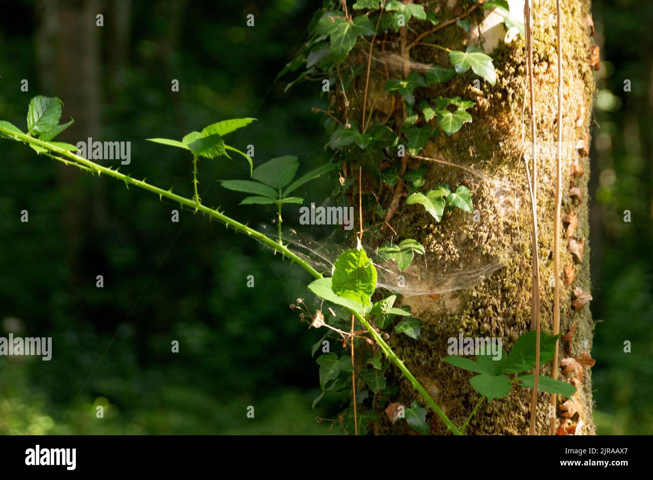 A close up view of a spiders web arttached to the trees. Stock Photo