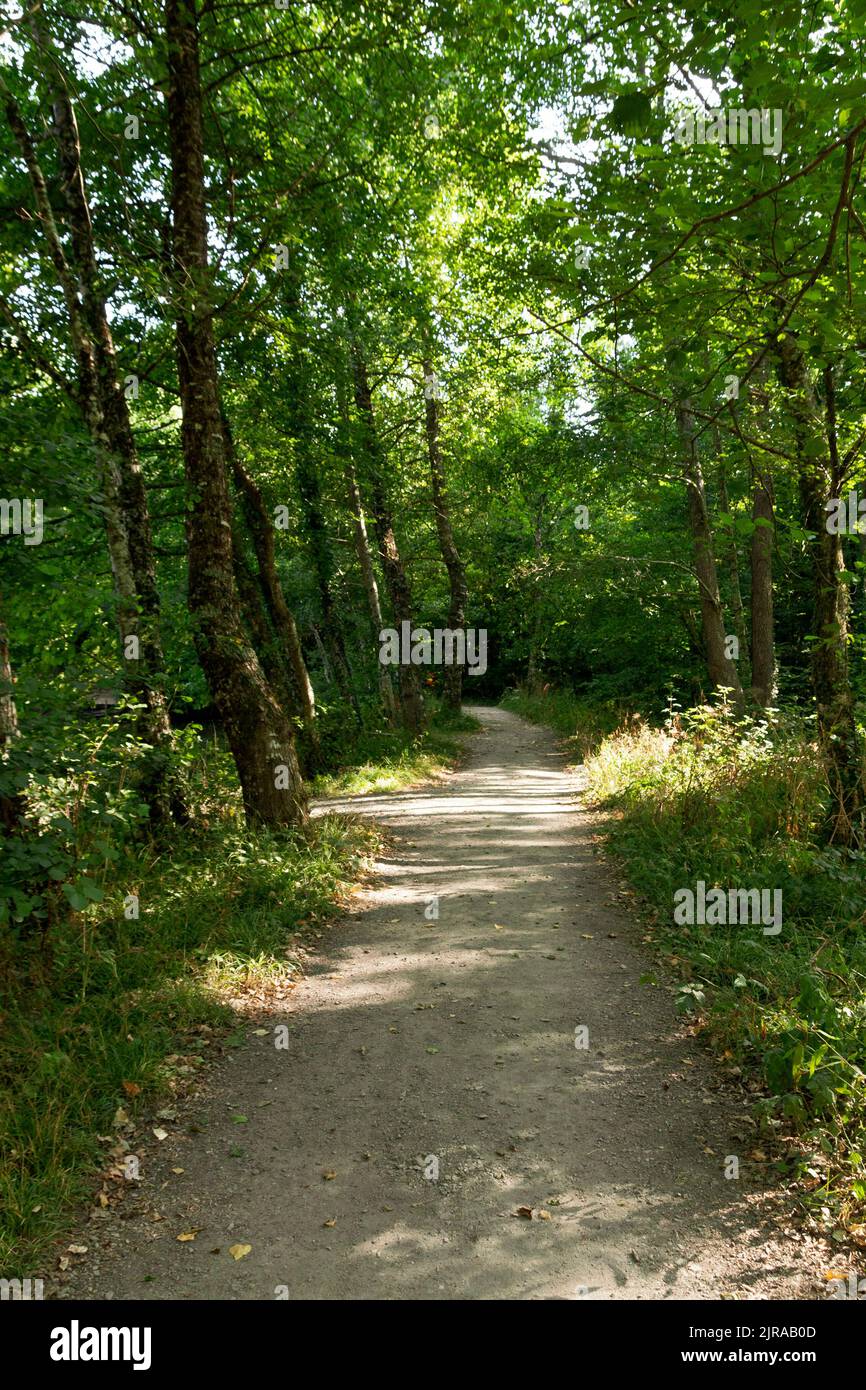 a view of a open forest pathway leading through the forest Stock Photo