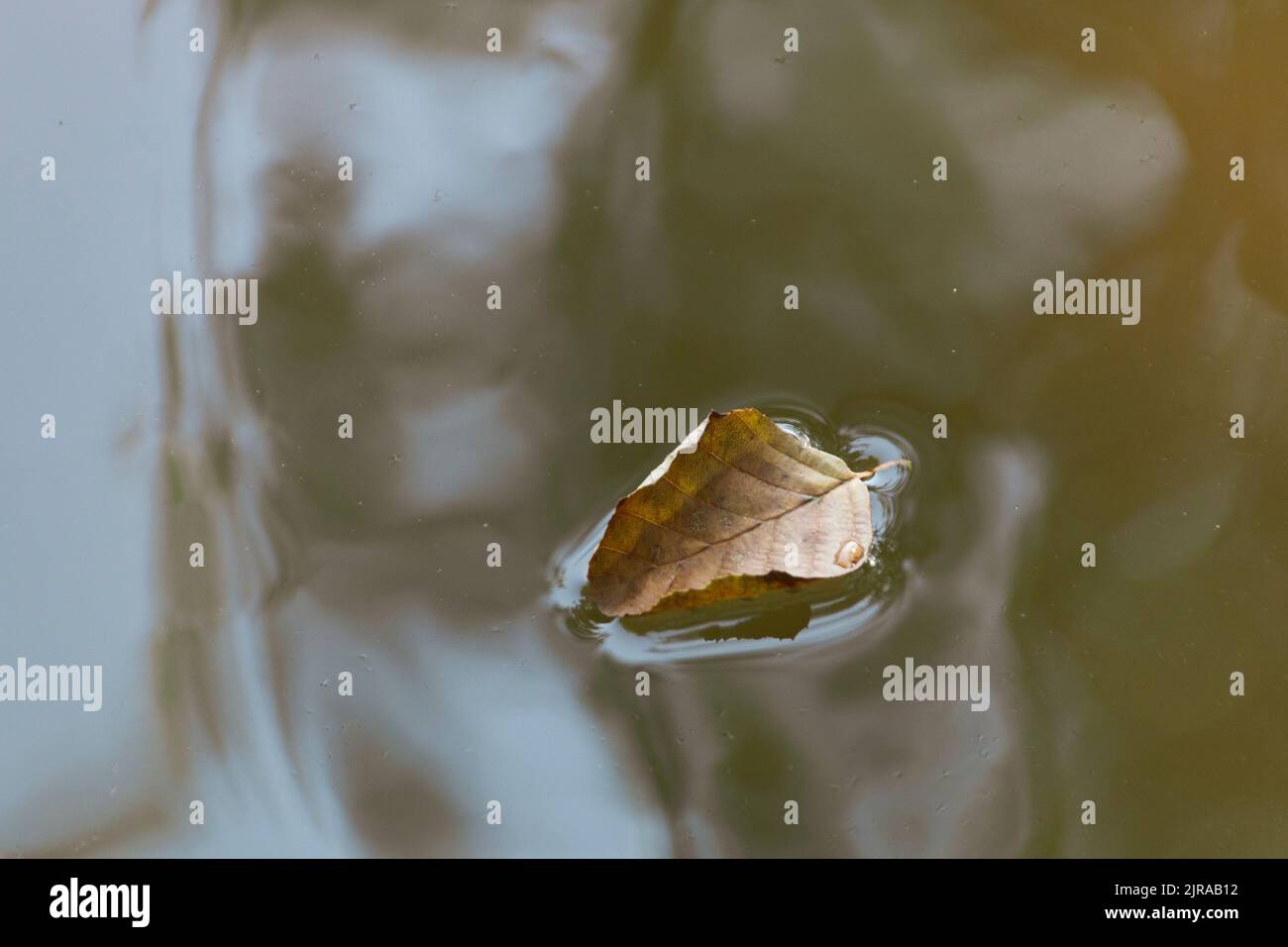 A close up view of a dead leaf that has fallen into the lake Stock Photo