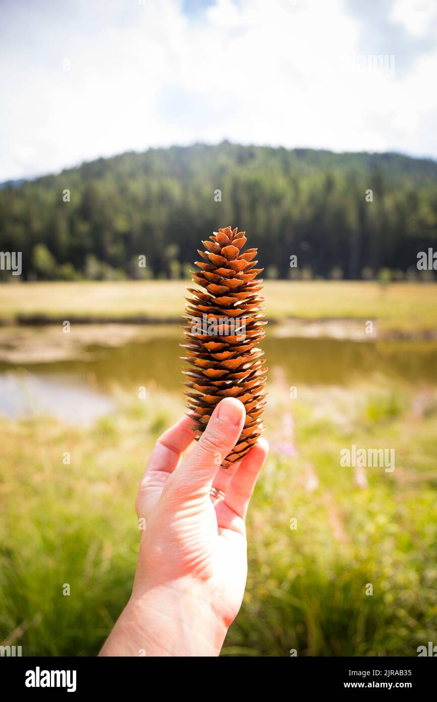 Caucasian hand holding a spruce pine cone in a natural mountain landscape on a sunny day. Pian di Gembro natural park, Valtellina, Italy. Vertical sho Stock Photo
