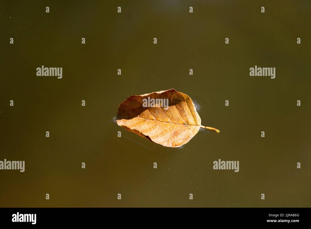 A close up view of a dead leaf that has fallen into the lake Stock Photo