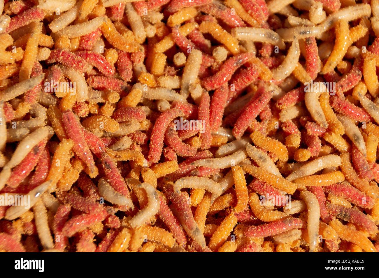 Fishing maggots hi-res stock photography and images - Alamy