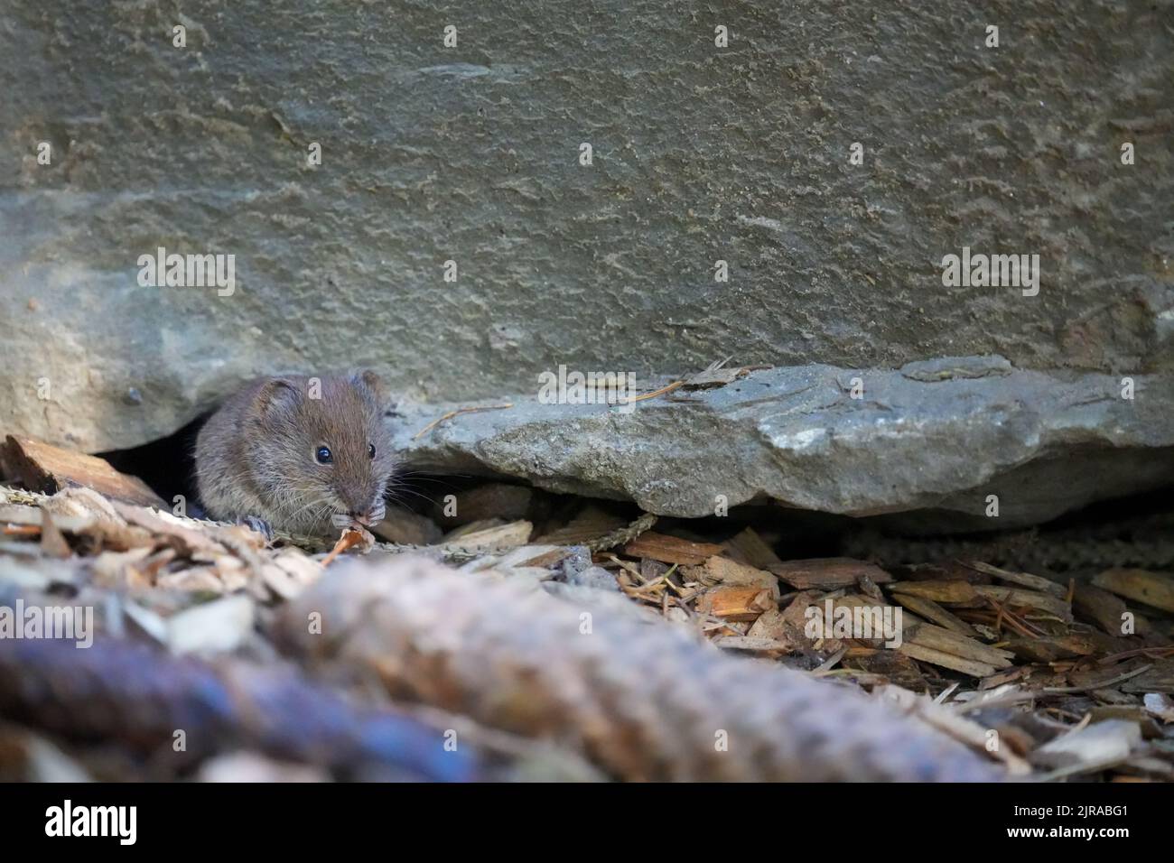 The close-up view of a tundra vole rodent on the wood chips by the wall Stock Photo