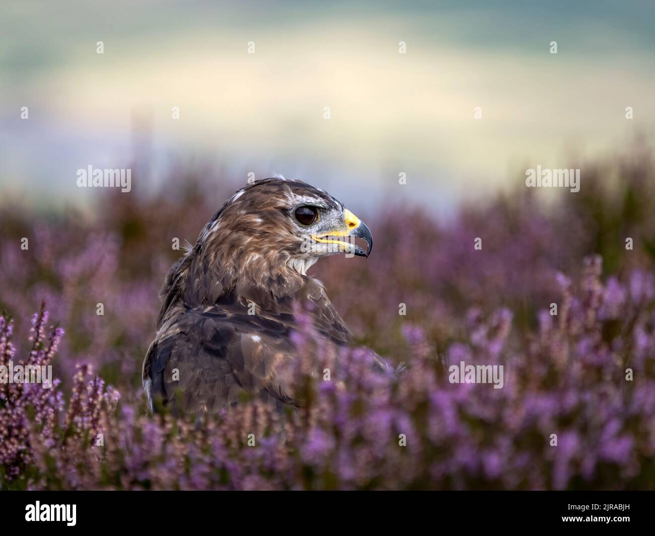 Portrait of a common buzzard sitting in purple flowering heather Stock Photo