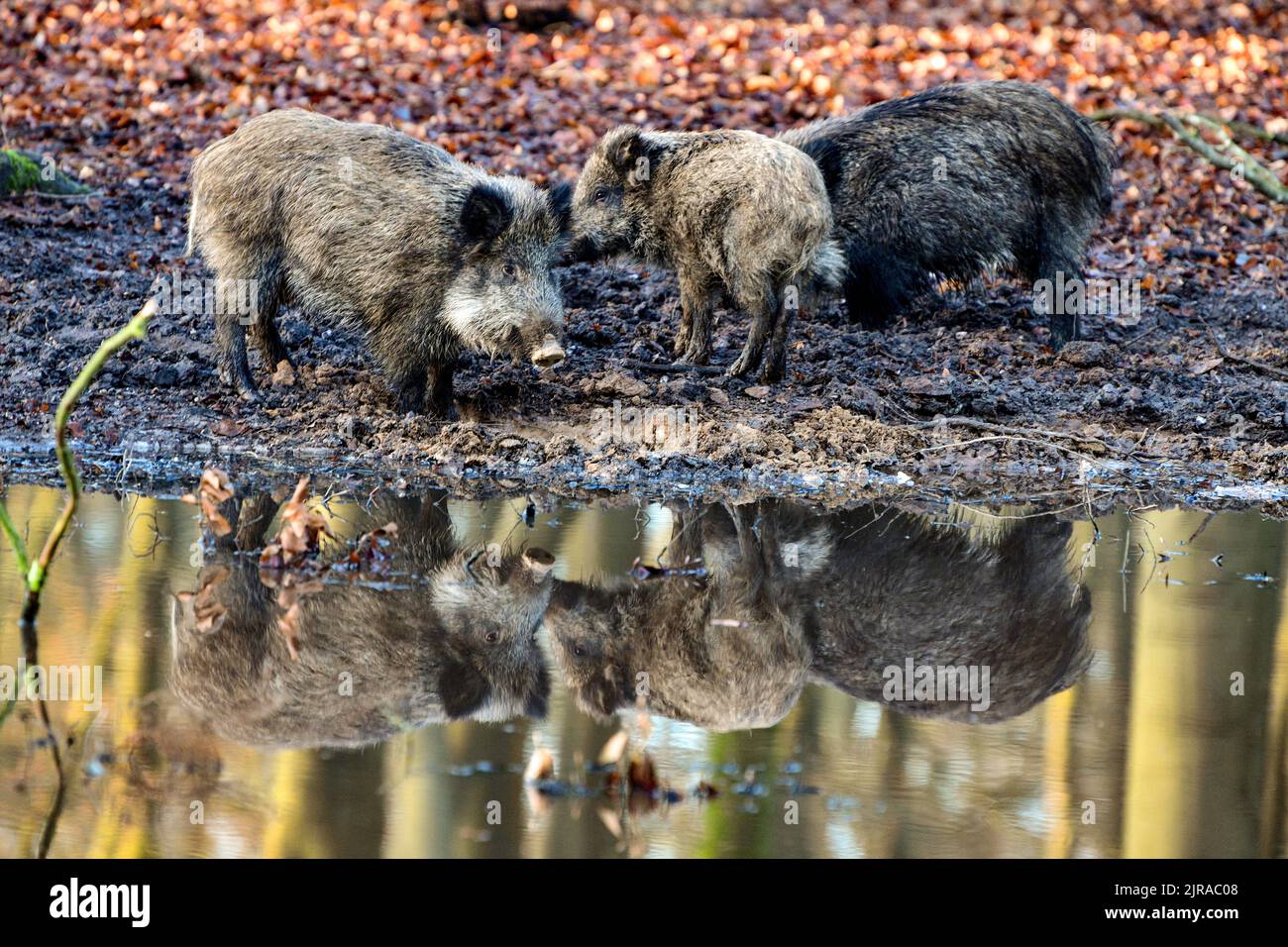 Boars in the Roumare Forest Safari Park (Normandy, northern France) Stock Photo